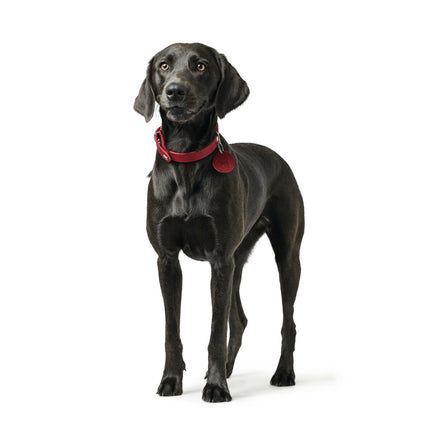 Hunter Hundhalsband Hunter Aalborg Röd Xs 24-29 Cm