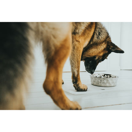 Hunter Hundmatare Hunter Silikon Rostfritt Stål 550 Ml