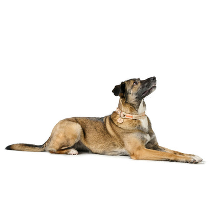 Hunter Hundhalsband Hunter Malia Beige 12 40-49 Cm