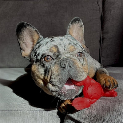 Nylabone Extrem Kauen Hummer Filet Mignon Geschmack