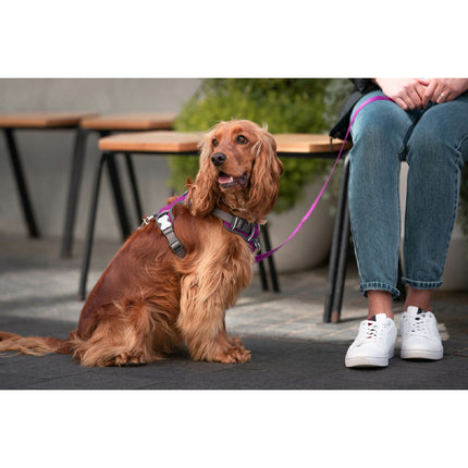 Red Dingo Hundsele Red Dingo Dingo 30-47 Cm 37-52 Cm Purpur S